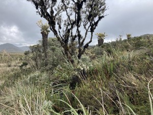 IMG_4007