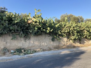 IMG_8849