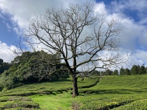 IMG_9936